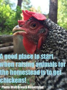 The Homesteader’s Journey Image